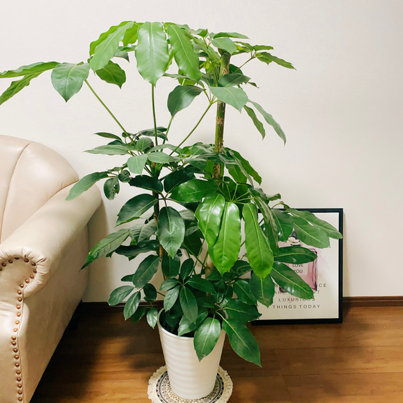 ブラッサイア 大型観葉植物