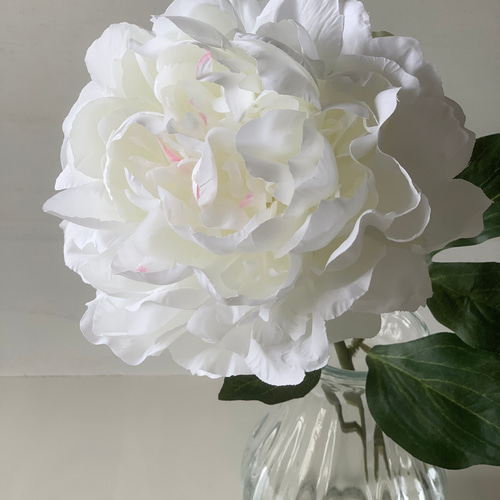枯れない・水替え不要] 母の日に華やかな大輪の白いピオニー/マジカル