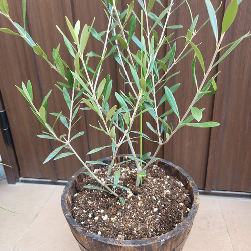 オリーブの木 エルグレコ 樽型鉢植え 苗 シンボルツリーに 盆栽
