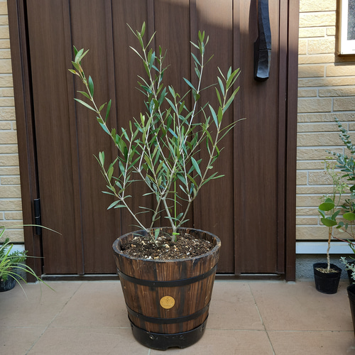 オリーブの木 エルグレコ 樽型鉢植え 苗 シンボルツリーに-