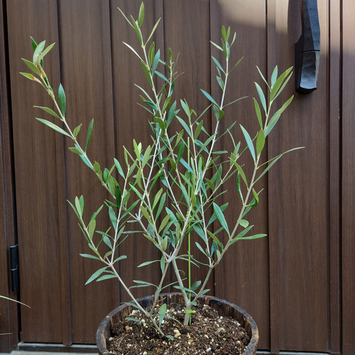 オリーブの木　エルグレコ　爽やかイエローテラコッタ鉢植え　苗　シンボルツリー