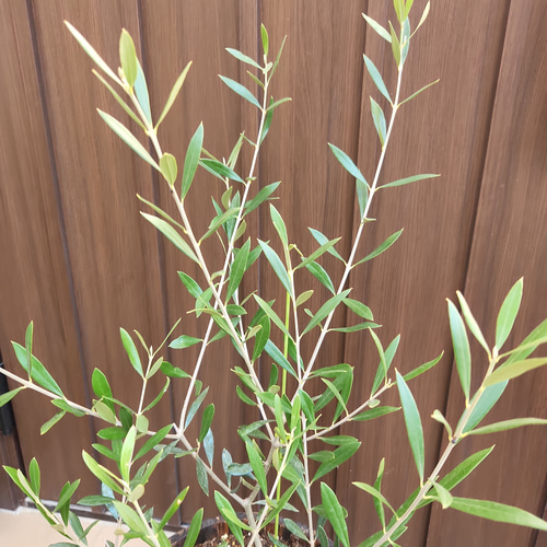 オリーブの木 エルグレコ 樽型鉢植え 苗 シンボルツリーに 盆栽