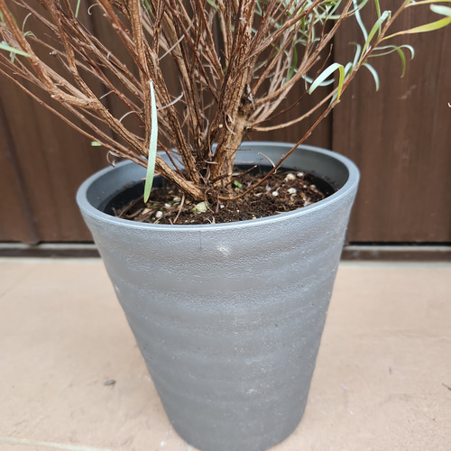 グレビレア　レッドフックス　鉢植え　苗　レア品種　オージープランツ グレビレア レッドフックス 鉢植えY 苗 オージープランツ レア品種