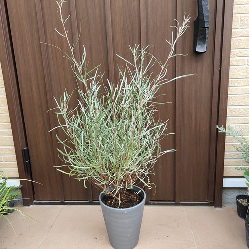 グレビレア エンドリチェリアナ 鉢植え 苗 オージープランツ ロック