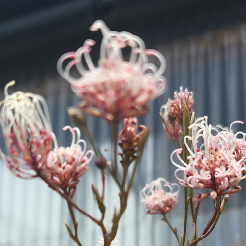 グレビレア エンドリチェリアナ 鉢植え 苗 オージープランツ ロック