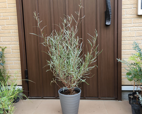 グレビレア エンドリチェリアナ 鉢植え 苗 オージープランツ グレビレア エンドリチェリアナ 鉢植え 苗 オージープランツ