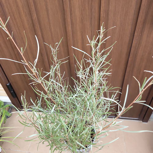 グレビレア エンドリチェリアナ 鉢植え 苗 オージープランツ ロック