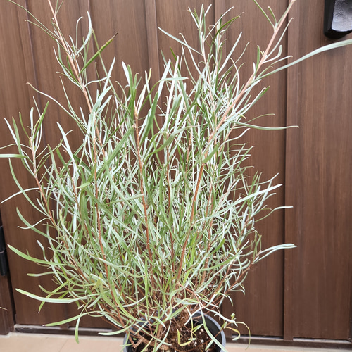 グレビレア エンドリチェリアナ 鉢植え 苗 オージープランツ