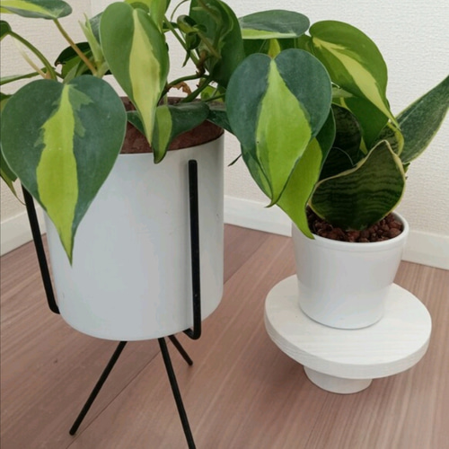 素朴な木製トレイ 観葉植物 花台 アクセサリー収納 什器 一輪挿し