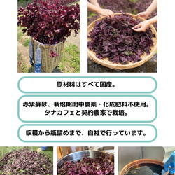 【濃い・鮮やか・美味しい】紫蘇シロップ ～8倍希釈/農薬・化成肥料不使用栽培～ 6枚目の画像