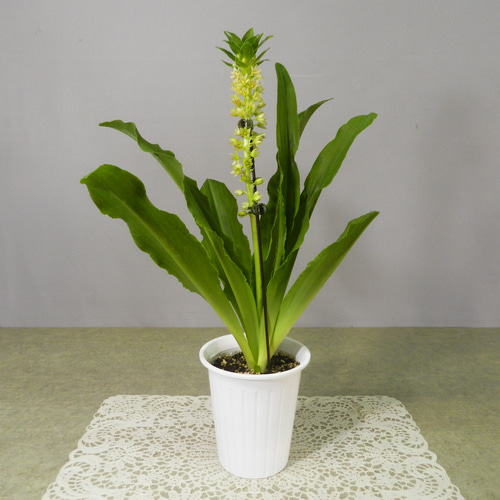 希少ガムラツイスト　花見楽天　ルビ無し 山紫陽花 
