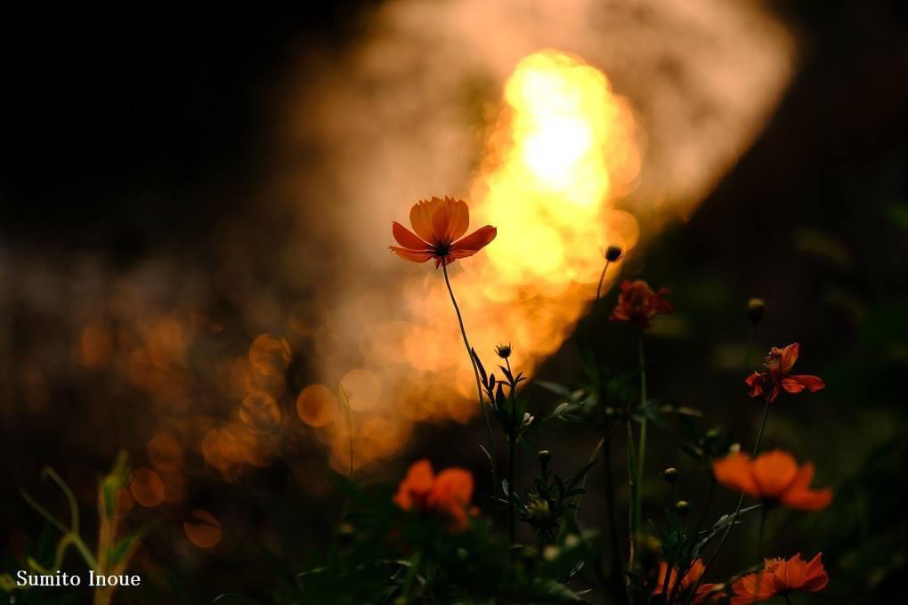 コスモス