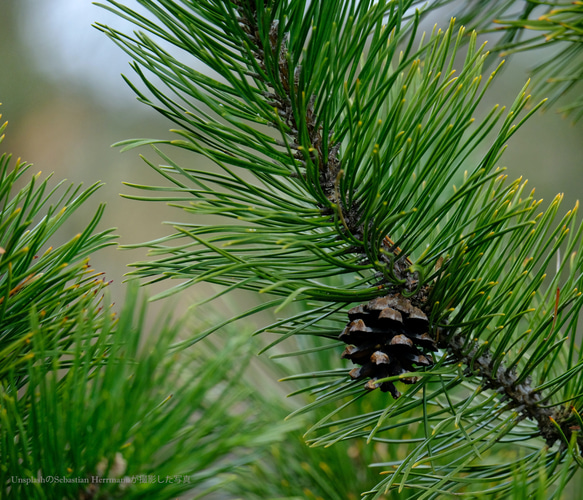 NATURAL FRAGRANCE MIST 【PINE NEEDLE】(スコッチパイン)50ml 2枚目の画像