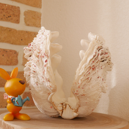 特大 天然シャコ貝 沖縄県宮古島産 単品 素材販売 水中使用は不可