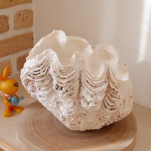 特大 天然シャコ貝 沖縄県宮古島産 単品 素材販売 水中使用は不可