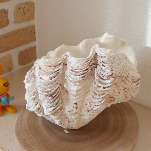 シャゴウガイ(シャコ貝)約30㎝ 石垣産 自然採取 漂白済み 特大美品 超