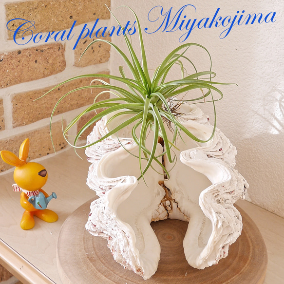 特大シャコ貝オブジェ