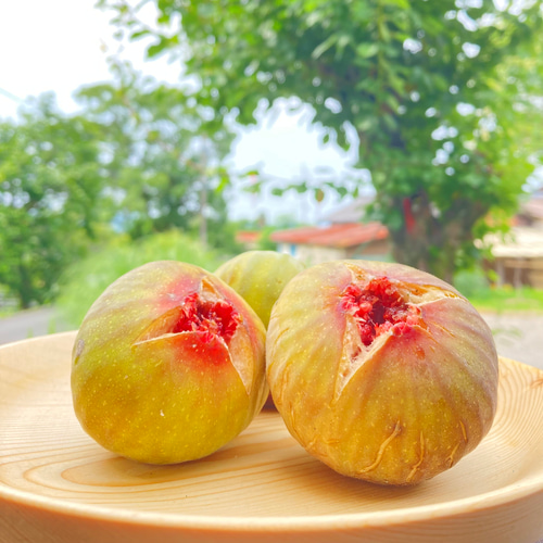 希少いちじく蓬莱柿｜ DRY FIG (ドライいちじく）お得な5袋セット 