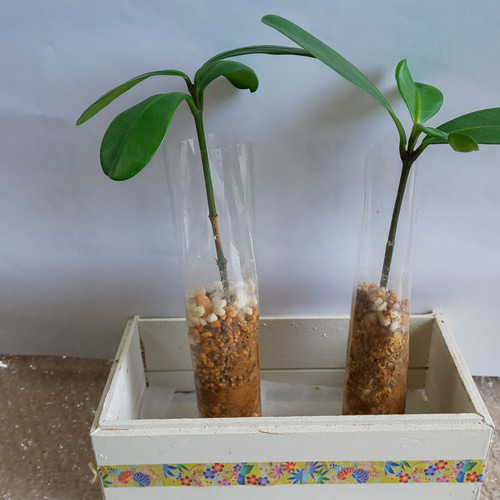 かわいいフクギの苗 福の木 2個セット その他インテリア雑貨 kinrei  