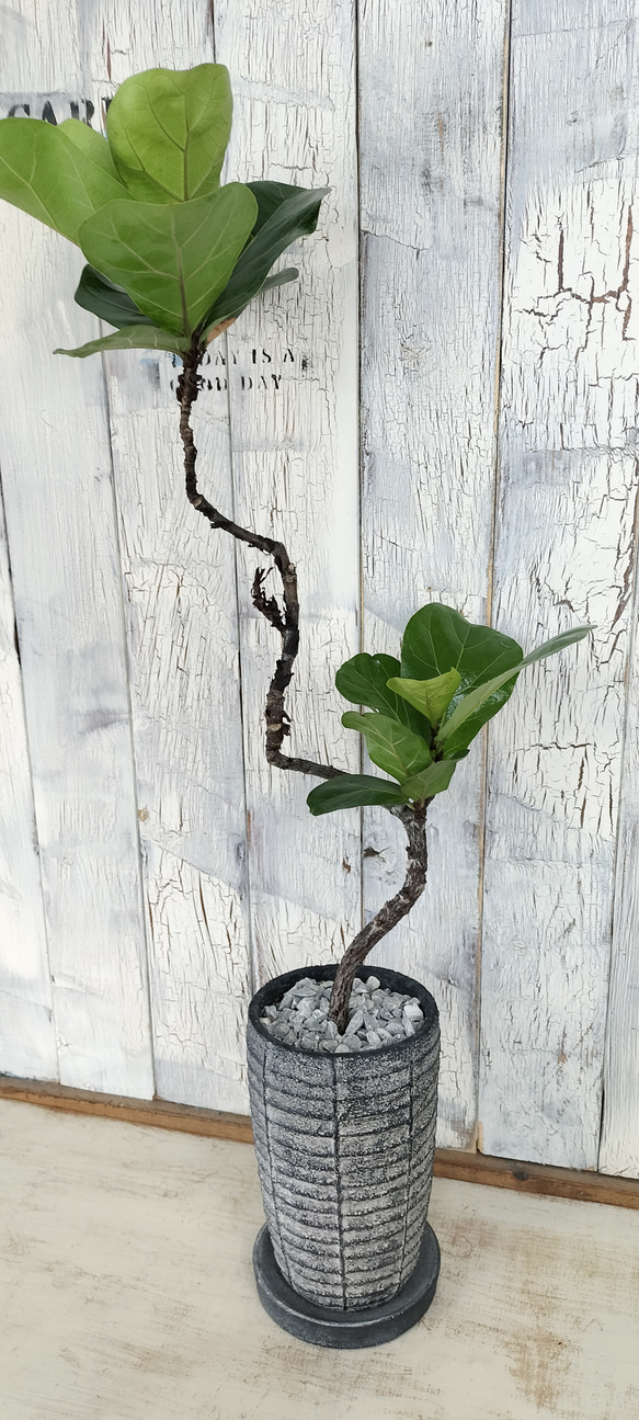 フィカス バンビーノ 曲げ　観葉植物 4枚目の画像