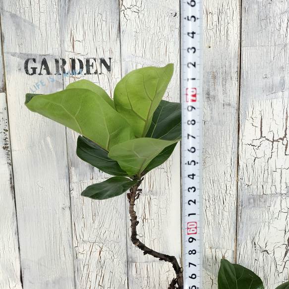 フィカス バンビーノ 曲げ　観葉植物 11枚目の画像