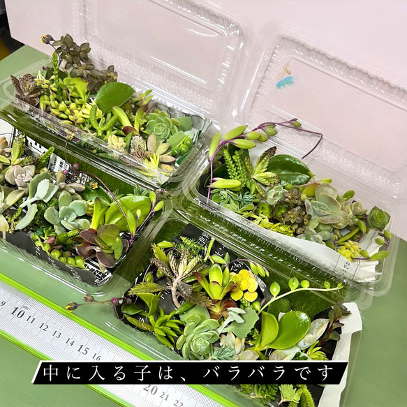 〜そのまま飾れる〜多肉植物カット苗　フードパック380円パック 3枚目の画像