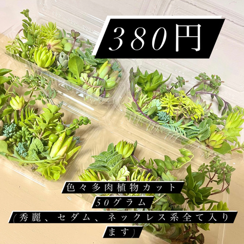 多肉植物カット苗〜詰め合わせ380円パック(50グラムほど)入る多肉植物 