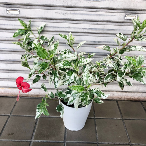 斑入り ボリュームあり ハイビスカス スノーフレーク その他インテリア