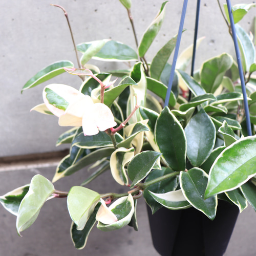 送料無料｜観葉植物｜ホヤ カルノーサ｜リップカラー｜サクララン