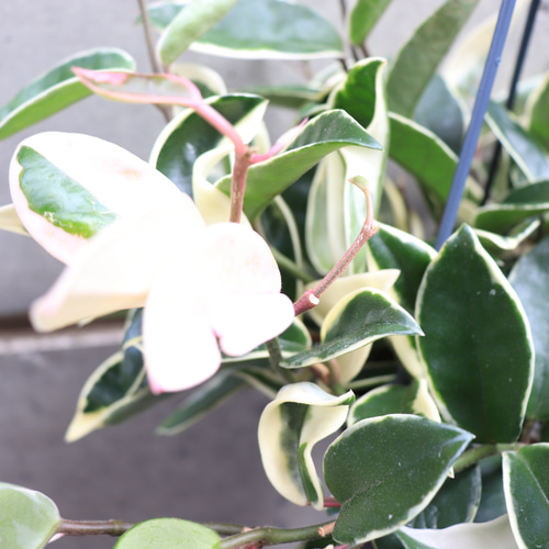 送料無料｜観葉植物｜ホヤ カルノーサ｜リップカラー｜サクララン 