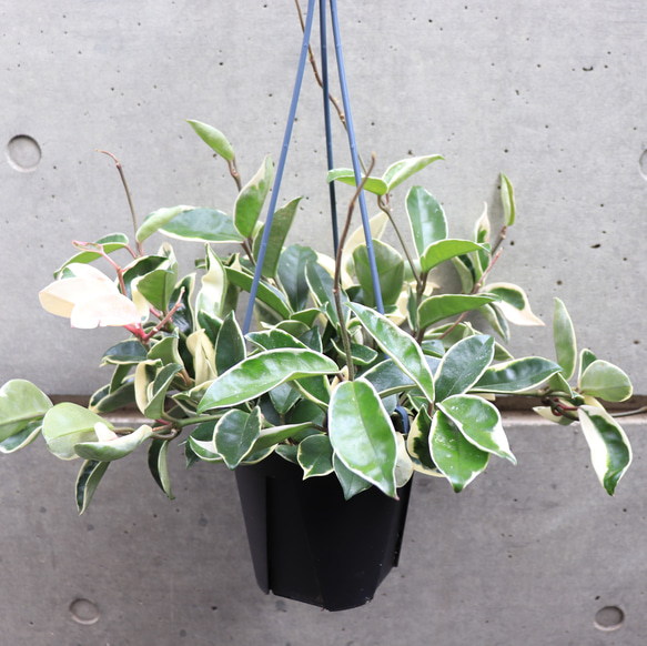 ホヤ　カルノーサ　AH074　シルバー　　サクララン 送料無料｜観葉植物｜ホヤ カルノーサ｜リップカラー