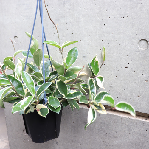 送料無料｜観葉植物｜ホヤ カルノーサ｜リップカラー｜サクララン