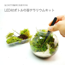 【スターターキット】LEDライト付ボトルテラリウム　作成キット 14cm 苔セット 1枚目の画像