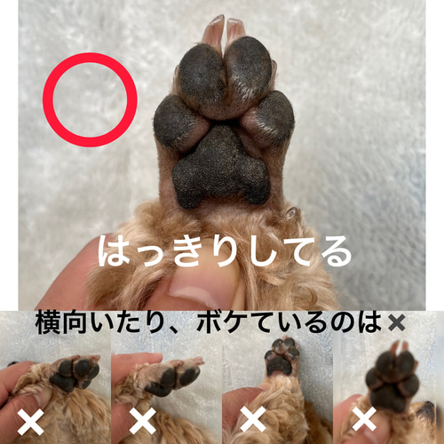 うちの子 肉球 キーホルダー【オーダー】肉球型 ペット服