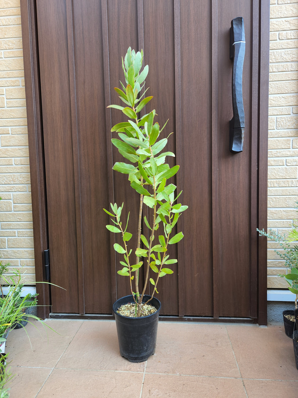 プロテア　エキシミア　鉢植え　苗　ワイルドフラワー　オージープランツ プロテア エキシミア 鉢植え ワイルドフラワー オージープランツ