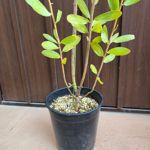 プロテア エキシミア 鉢植え ワイルドフラワー オージープランツ