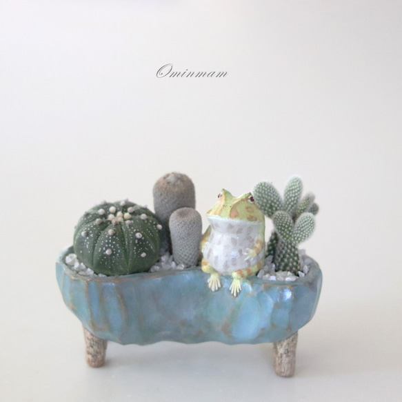ツノガエル（ ライムグリーンアルビノ ） お豆型の青い植木鉢 2枚目の画像