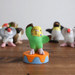 Dancing　Budgie 第1張的照片