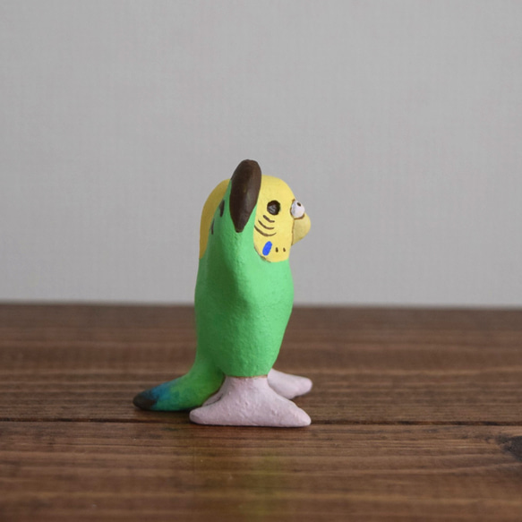 Dancing　Budgie 第10張的照片