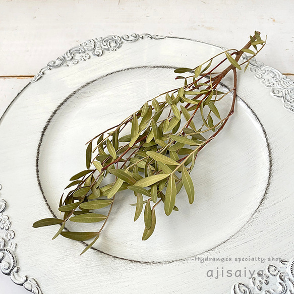 ピスタチオリーフ ナチュラルグリーン 【ドライフラワー】 その他素材