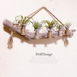 〜Drift Design〜　味わい流木のお洒落な多用途５連コルクホルダー　エアプランツ　造花　グリーン　植物 2枚目の画像