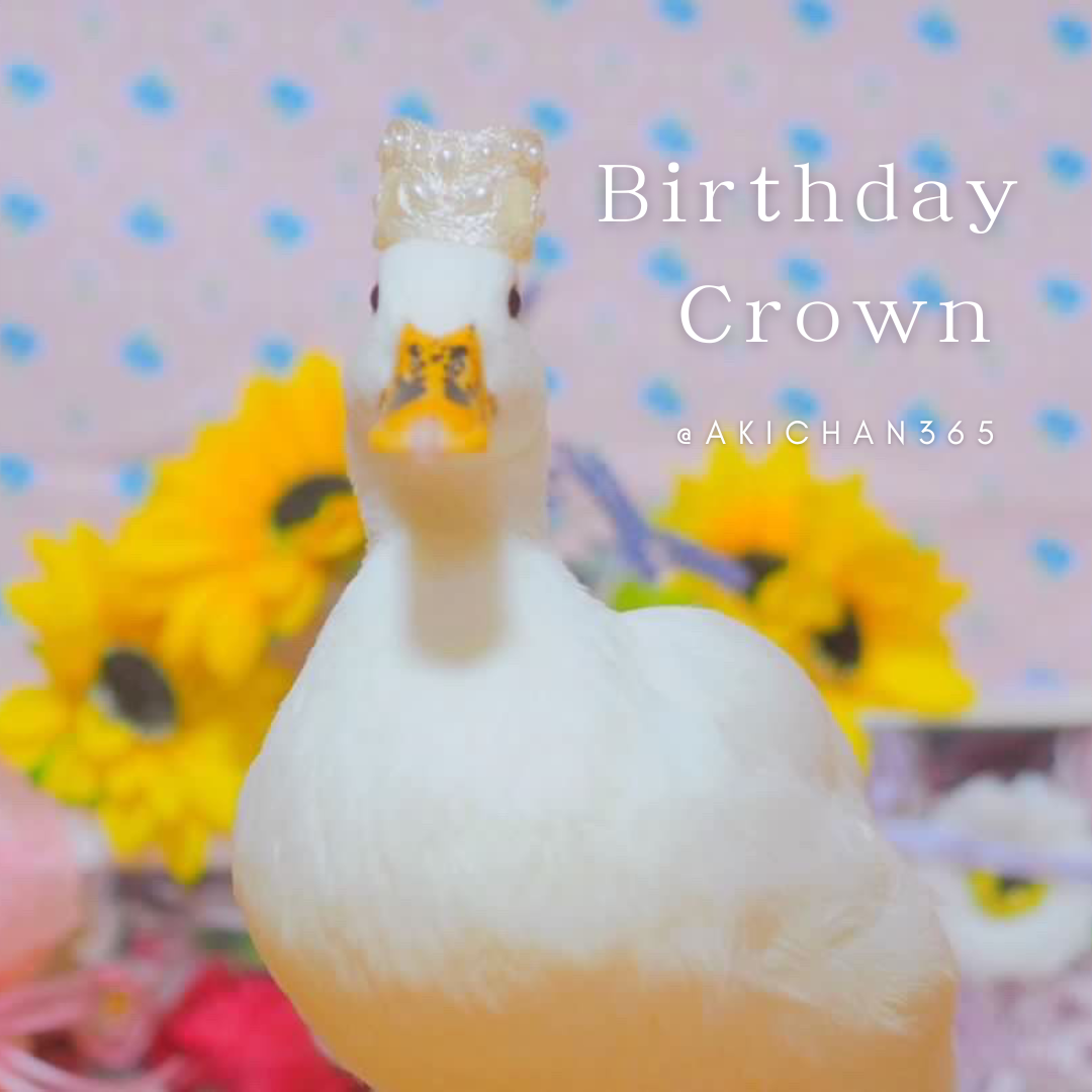 アヒルちゃんトリミングチョーカーオーダーページ アヒルちゃんトリミングチョーカーオーダーページ