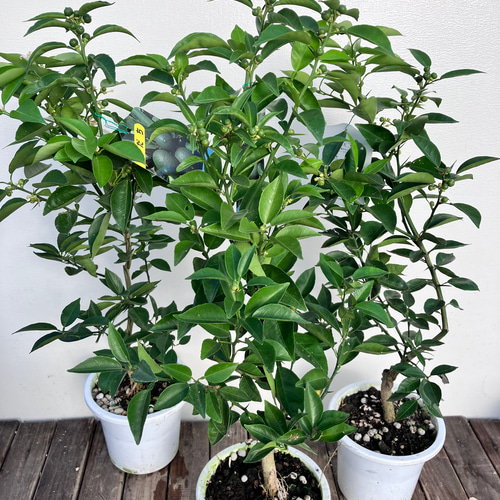 果樹苗＊すだち＊徳島県特産＊庭植え＊ガーデニング アートフラワー