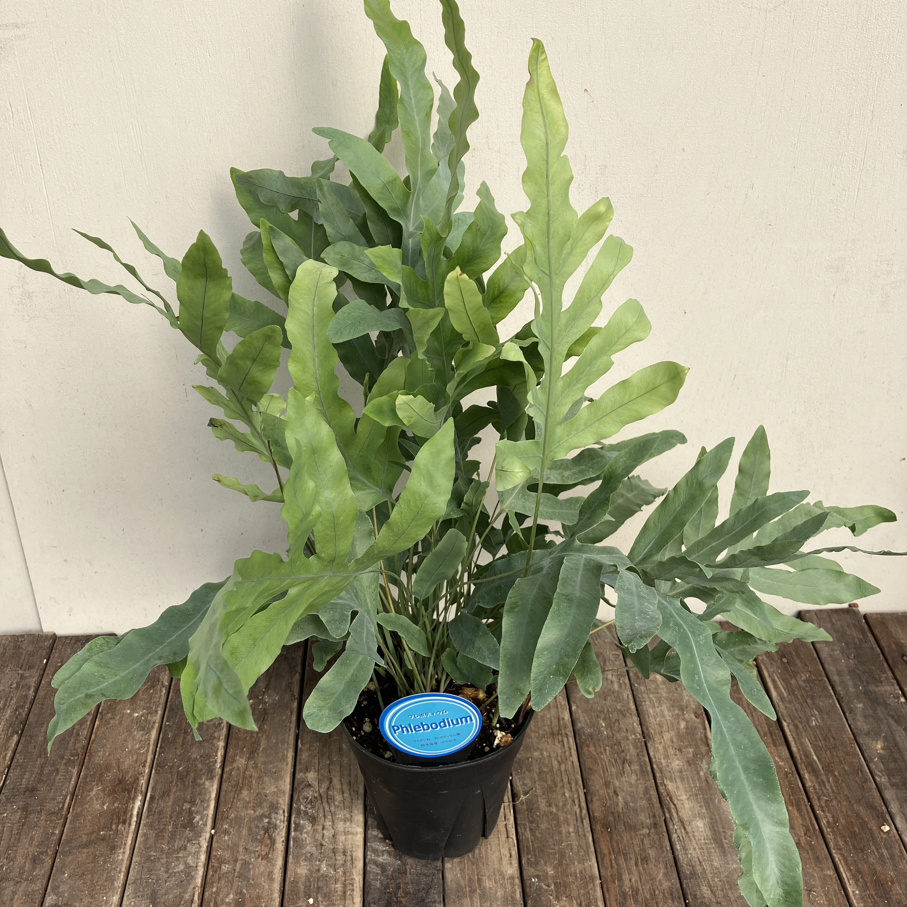 プレボディウム タバナ ブルースター シダ植物 観葉植物 着生