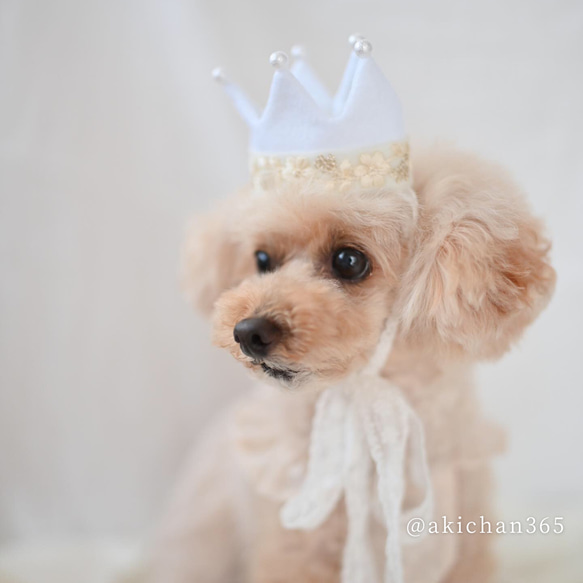 ミニ バースデークラウン（s）w×w コw（B）《100日、ハーフバースデー、誕生日、王冠、犬、猫、うさぎ、パグ》 人気・おすすめ｜多用途・生活用品におすすめ キャンペーン中 即納 即日発送サービス