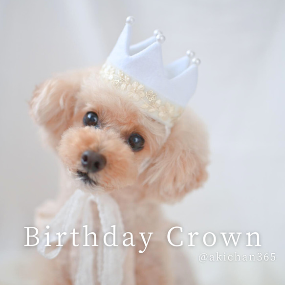 ミニ バースデークラウン（s）w×w コw（B）《100日、ハーフバースデー、誕生日、王冠、犬、猫、うさぎ、パグ》 人気・おすすめ｜多用途・生活用品におすすめ キャンペーン中 即納 即日発送サービス