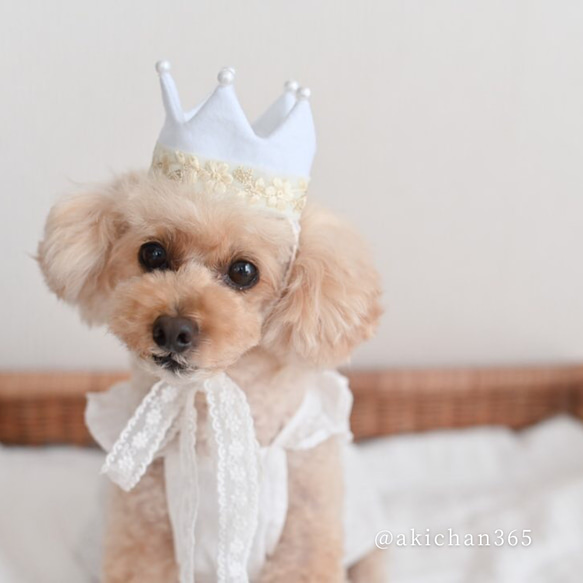 ミニ バースデークラウン（s）w×w コw（B）《100日、ハーフバースデー、誕生日、王冠、犬、猫、うさぎ、パグ》 人気・おすすめ｜多用途・生活用品におすすめ キャンペーン中 即納 即日発送サービス