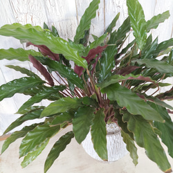 カラテア ルフィバルバ　観葉植物 4枚目の画像