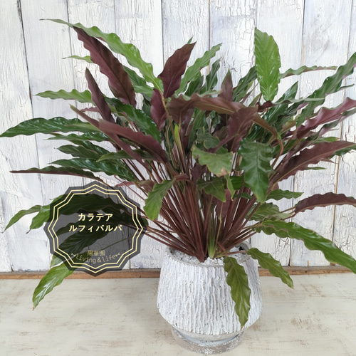 観葉植物】カラテア・ルフィバルバ 受皿付