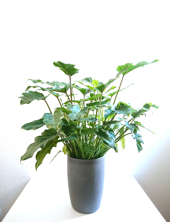 幹上がりが美しいフィロデンドロン・クッカバラ11・ 南国の雰囲気を